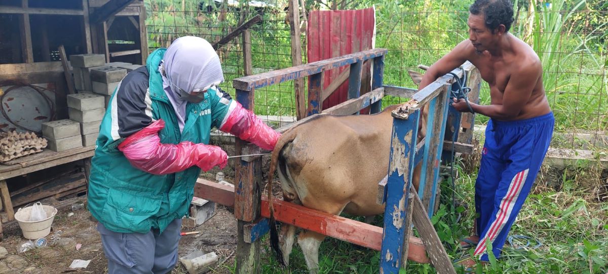 Pendampingan Proses Penyuntikan Sapi